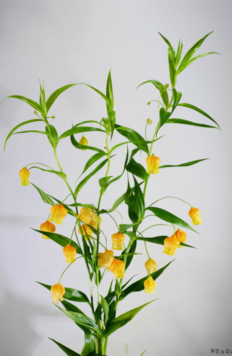 Cut Flowers