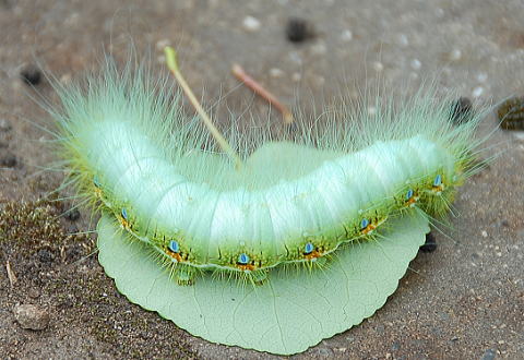Insect Worm