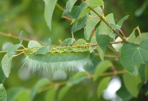 Insect Worm